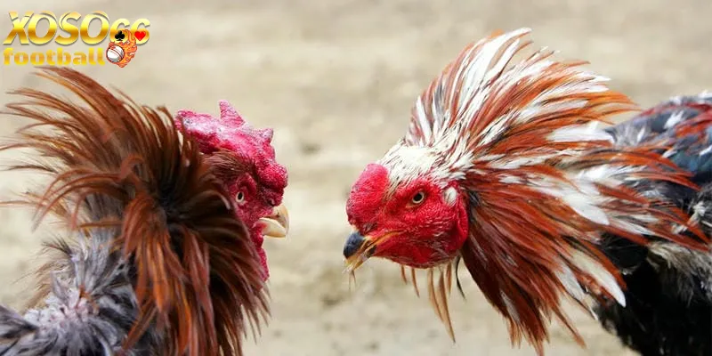 Đá gà online xoso66 là gì? Chi tiết hướng dẫn đá gà online thắng lớn