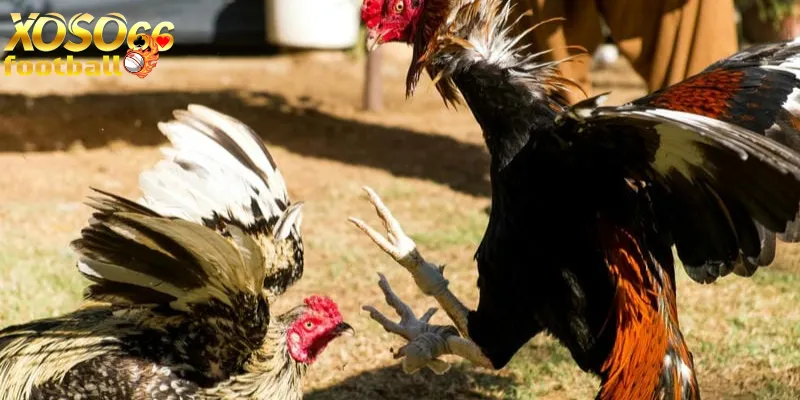 Công cụ hỗ trợ đá gà onlinexoso66