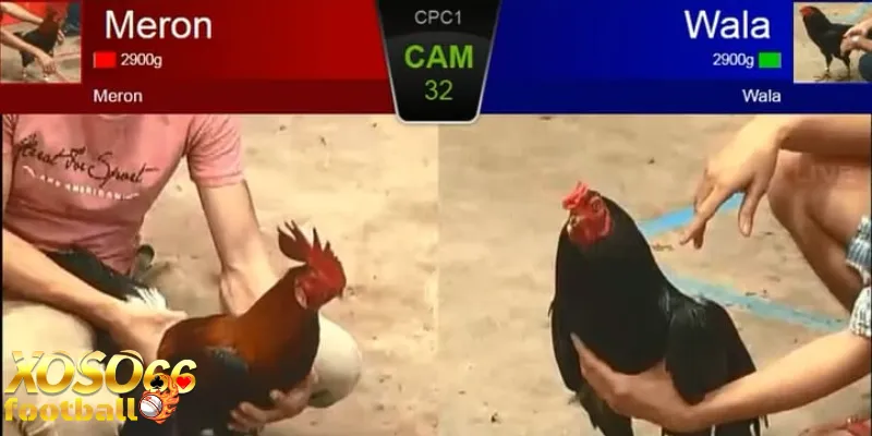 Bí quyết nâng cao từ chuyên gia đá gà online xoso66